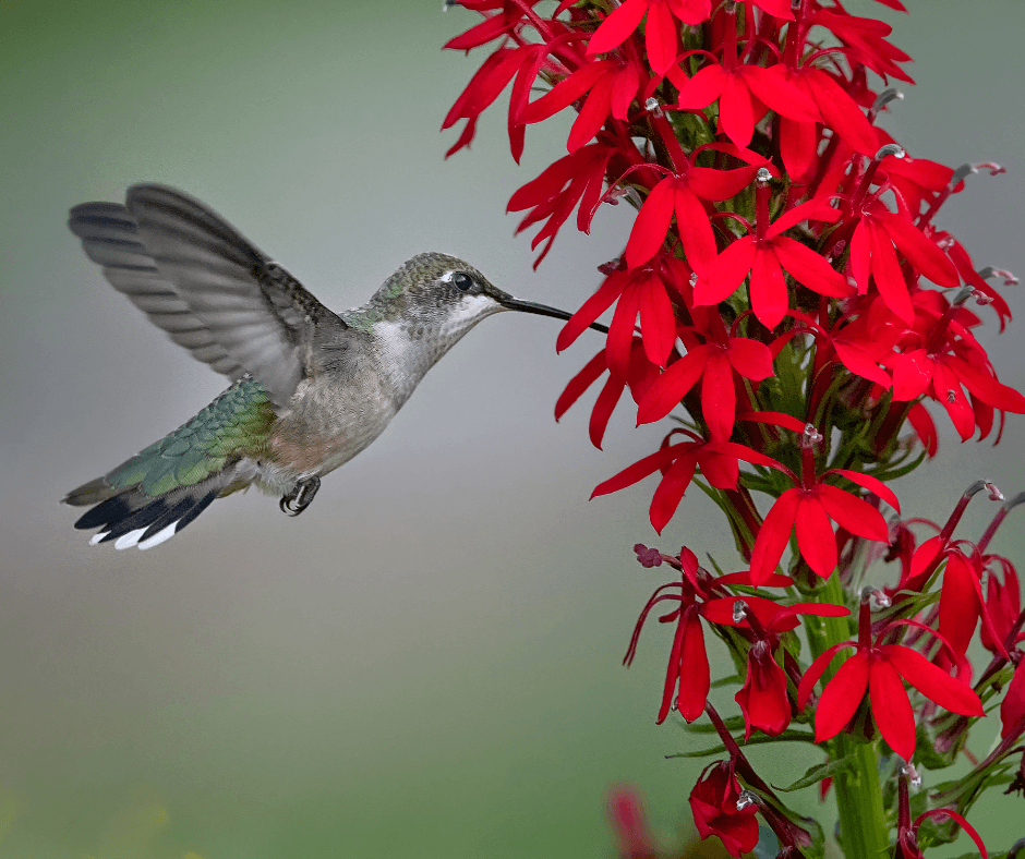 Attracting Hummingbirds to Your Yard: Tips for Displaying Red Flowers and Feeders
