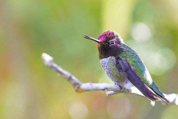Hummingbird Sounds: Discover the Vocal and Non-Vocal Sounds of Hummingbirds