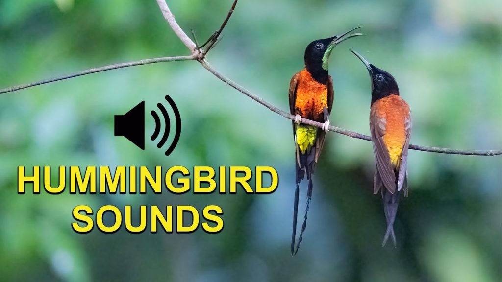 Hummingbird Sounds: Discover the Vocal and Non-Vocal Sounds of Hummingbirds