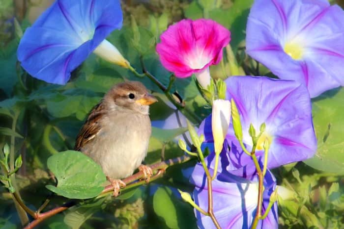 Morning Glory for Hummingbirds