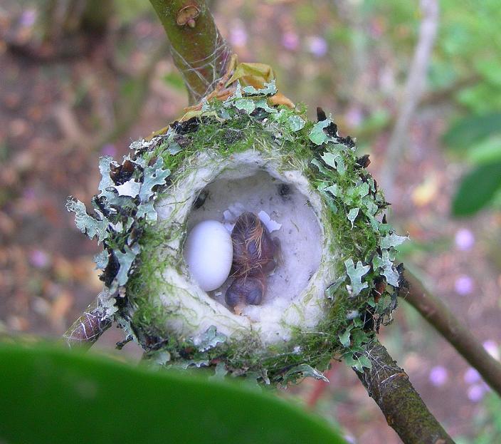 The Baby Hummingbird Captured in Photos