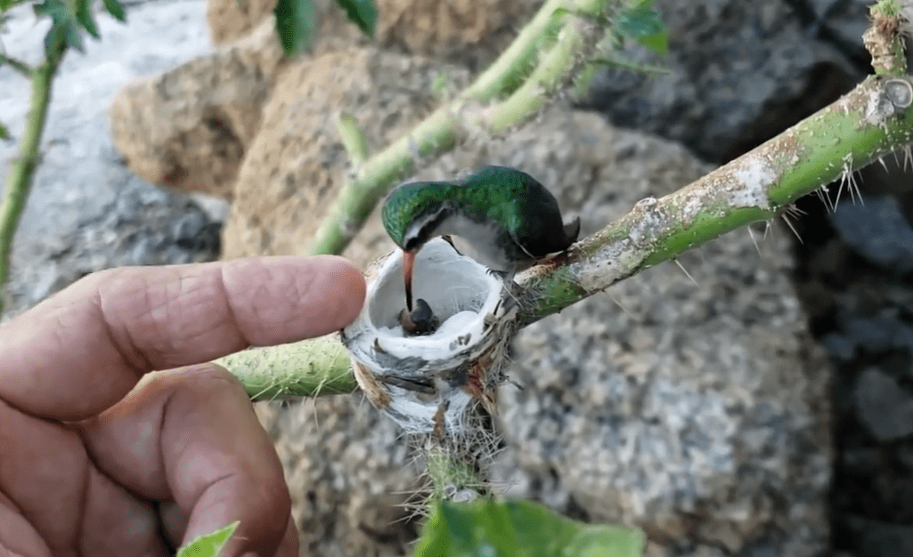 The Baby Hummingbird Captured in Photos